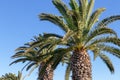 Palm tree in the background of the gray sky