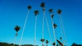 Palm Tree Background looking up in the sky. Bottom down view of coconut palm trees and sky. With Blue sky wide angle Royalty Free Stock Photo