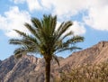 Palm tree on a background of mountains and blue sky with white clouds Royalty Free Stock Photo