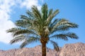 Palm tree on a background of mountains and blue sky with white clouds Royalty Free Stock Photo