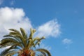 Palm tree background over blue sky. Image with focus on a nice palm tree against blurred blue sky with light fluffy clouds. Space Royalty Free Stock Photo
