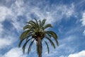 Palm tree background over blue sky. Image with focus on a nice palm tree against blurred blue sky with light fluffy clouds. Space Royalty Free Stock Photo