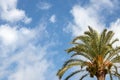 Palm tree background over blue sky. Image with focus on a nice palm tree against blurred blue sky with light fluffy clouds. Space Royalty Free Stock Photo