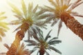 Palm tree background with retro filter effect