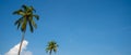 The palm tree on the background a sunny blue sky with the white clouds Royalty Free Stock Photo