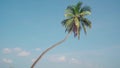The palm tree on the background a sunny blue sky with the white clouds Royalty Free Stock Photo