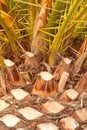 Palm Tree Background Texture Pattern Royalty Free Stock Photo