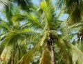 Palm tree background