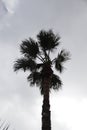 Palm tree in backlight with cloudy sky