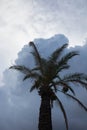 Palm tree in backlight under a cloudy sky