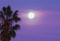 Palm tree backlit by moon Royalty Free Stock Photo