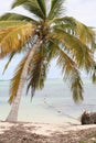 A palm tree in the bahamas