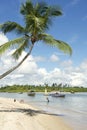 Palm Tree Bahia Nordeste Brazilian Beach Royalty Free Stock Photo