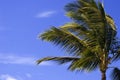 Palm Tree in Balmy Breeze