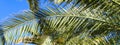 Palm tree banner - leaves against blue sky