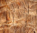 Palm tree bark as an abstract background. Royalty Free Stock Photo