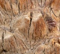 Palm tree bark as an abstract background. Royalty Free Stock Photo