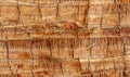 Palm tree bark as an abstract background. Royalty Free Stock Photo