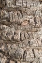 Palm tree bark Royalty Free Stock Photo