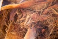 Palm tree bark close up, brown warm color. Texture of natural natural background Royalty Free Stock Photo