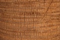 Palm tree bark Royalty Free Stock Photo