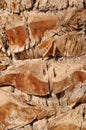 Palm tree bark closeup