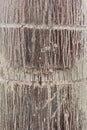Palm Tree Bark Royalty Free Stock Photo