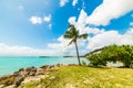 Palm tree in Bas du Fort beach in Guadeloupe Royalty Free Stock Photo