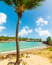 Palm tree in Bas du Fort beach in Guadeloupe Royalty Free Stock Photo