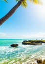 Palm tree in Bas du Fort seafront in Guadeloupe Royalty Free Stock Photo