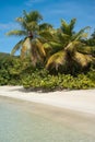 Palm Tree beach Royalty Free Stock Photo
