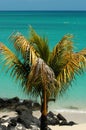 Palm tree on beach