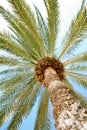 Palm tree on beach