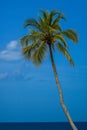 Palm tree at the beach Royalty Free Stock Photo