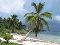 Palm Tree on a Beach