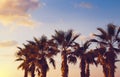 Palm tree on the beach against colorful sunset sky with clouds. Beautiful nature background. Summer vacation and travel concept Royalty Free Stock Photo