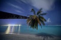 Palm tree on beach against stars on night sky Royalty Free Stock Photo