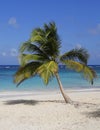 Palm tree at the beach Royalty Free Stock Photo