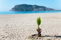 Palm tree on the beach and the beautifull view to ancient fortress on the Alanya peninsula Turkey Royalty Free Stock Photo