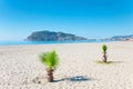 Palm tree on the beach and the beautifull view to ancient fortress on the Alanya peninsula Turkey Royalty Free Stock Photo