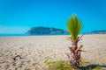 Palm tree on the beach and the beautifull view to ancient fortress on the Alanya peninsula Turkey. Toned Royalty Free Stock Photo