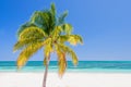 Palm tree on a beach, Cayo Levisa; Cuba