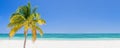 Palm tree on a beach in Cayo Levisa Cuba, panoramic background with copy space, travel concept Royalty Free Stock Photo