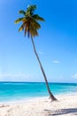 Palm tree on the beach of Isla Saona Royalty Free Stock Photo