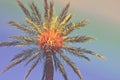 Palm tree on a beach. Low angle shot of the treeline with foliage on colorful sky background. Trendy hipster funky toning. Royalty Free Stock Photo