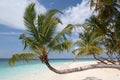 Palm tree on beach, Maldives Royalty Free Stock Photo