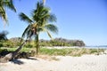 palm tree on the beach, photo as a background taken in Nicoya, Costa rica central america , montezuma beach