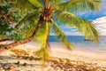 Palm tree on a beach at Praslin island, Seychelles Royalty Free Stock Photo