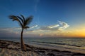 Palm tree on beach at sunrise Royalty Free Stock Photo