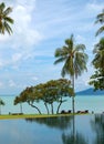 Palm tree at the beach and swimming pool Royalty Free Stock Photo